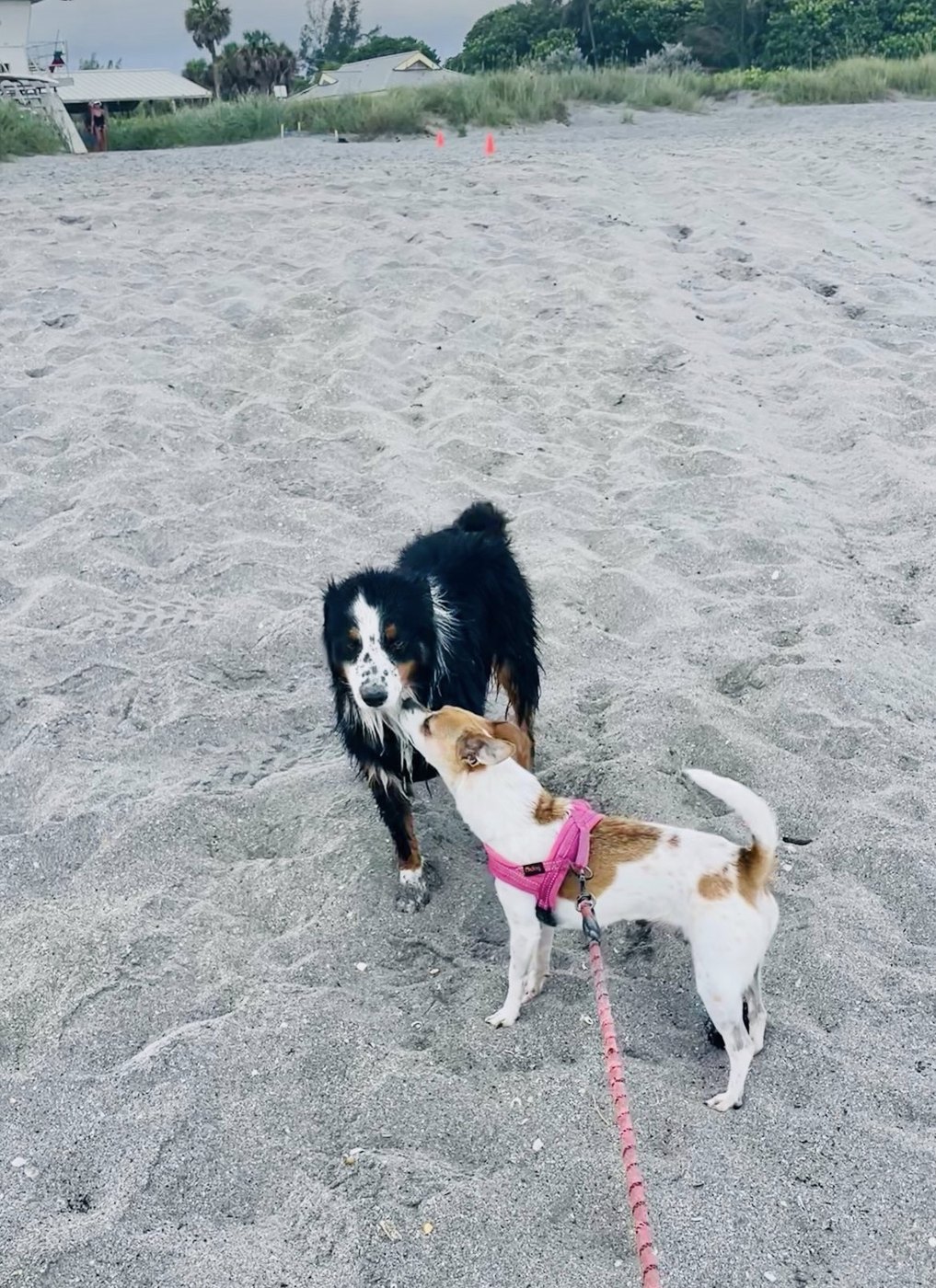 Two dogs saying hello on a sandy beach
