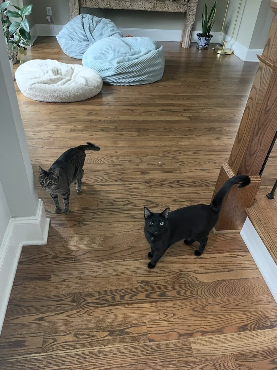 A tabby cat and a black cat in a sunny hallway