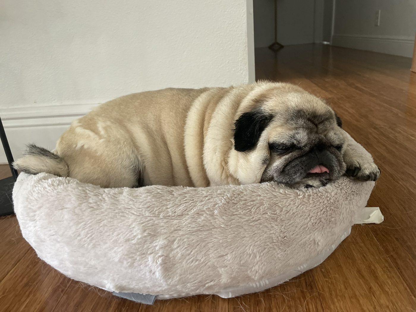 A relaxed pug sleeping in a round bed