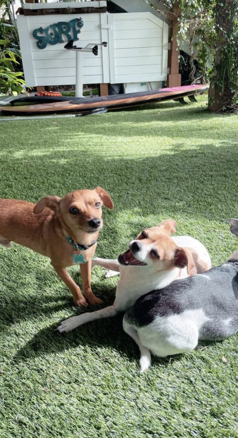 Three dogs relaxing together on a sunny lawn