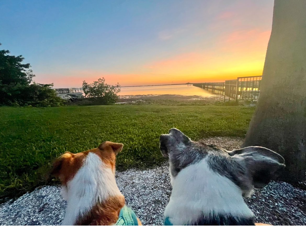 Two dogs watching a Keys sunset over the water