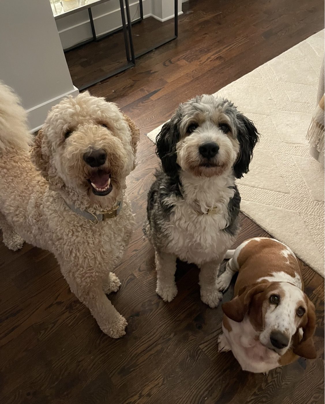 Three doodle and basset dogs posing together