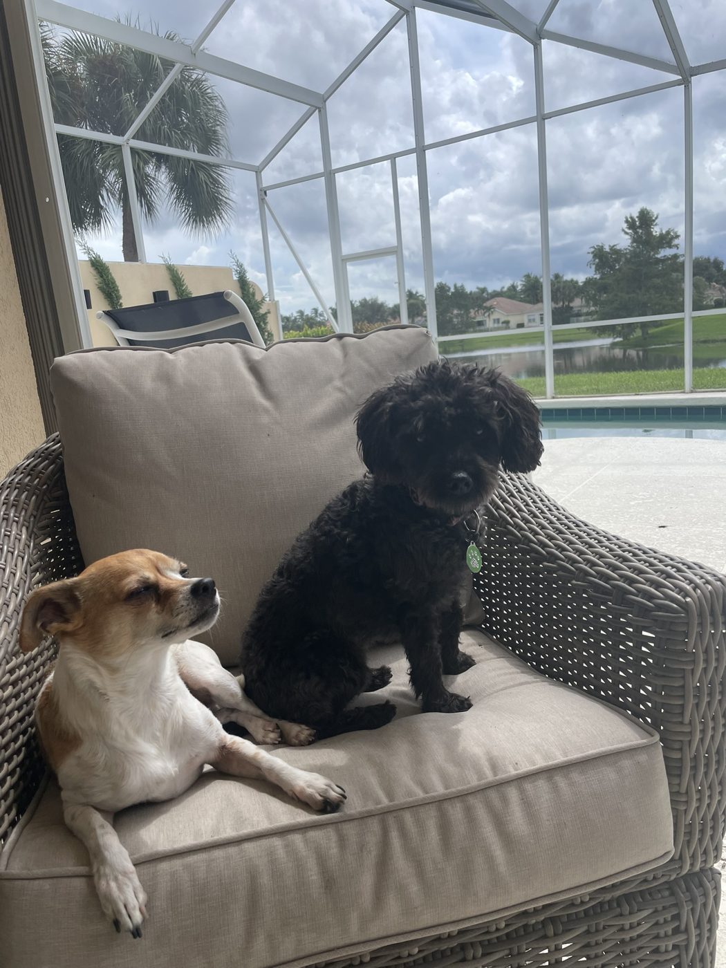 A chihuahua and a black poodle on a patio chair by a pool
