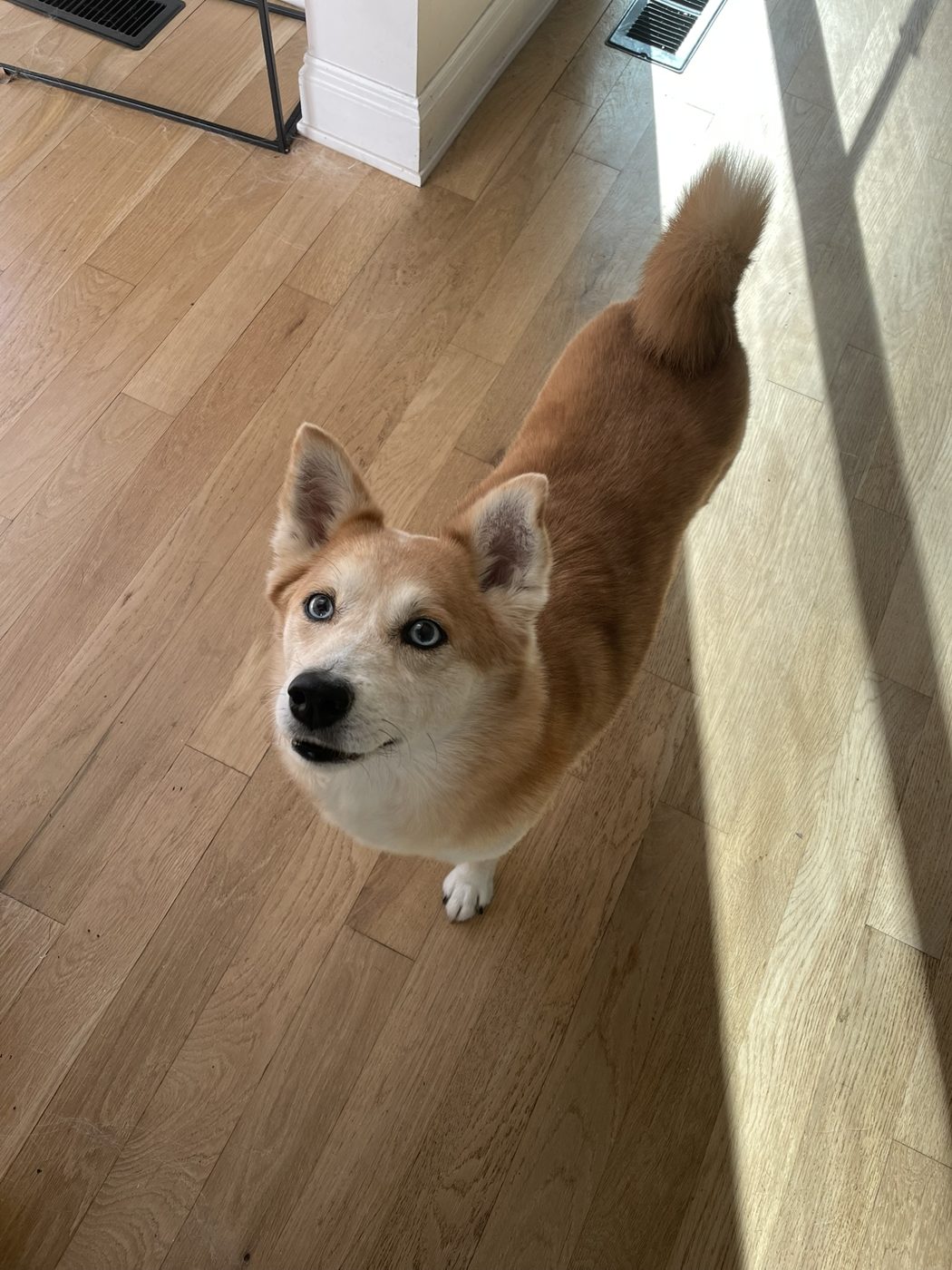 A corgi-shiba mix looking up on a wood floor