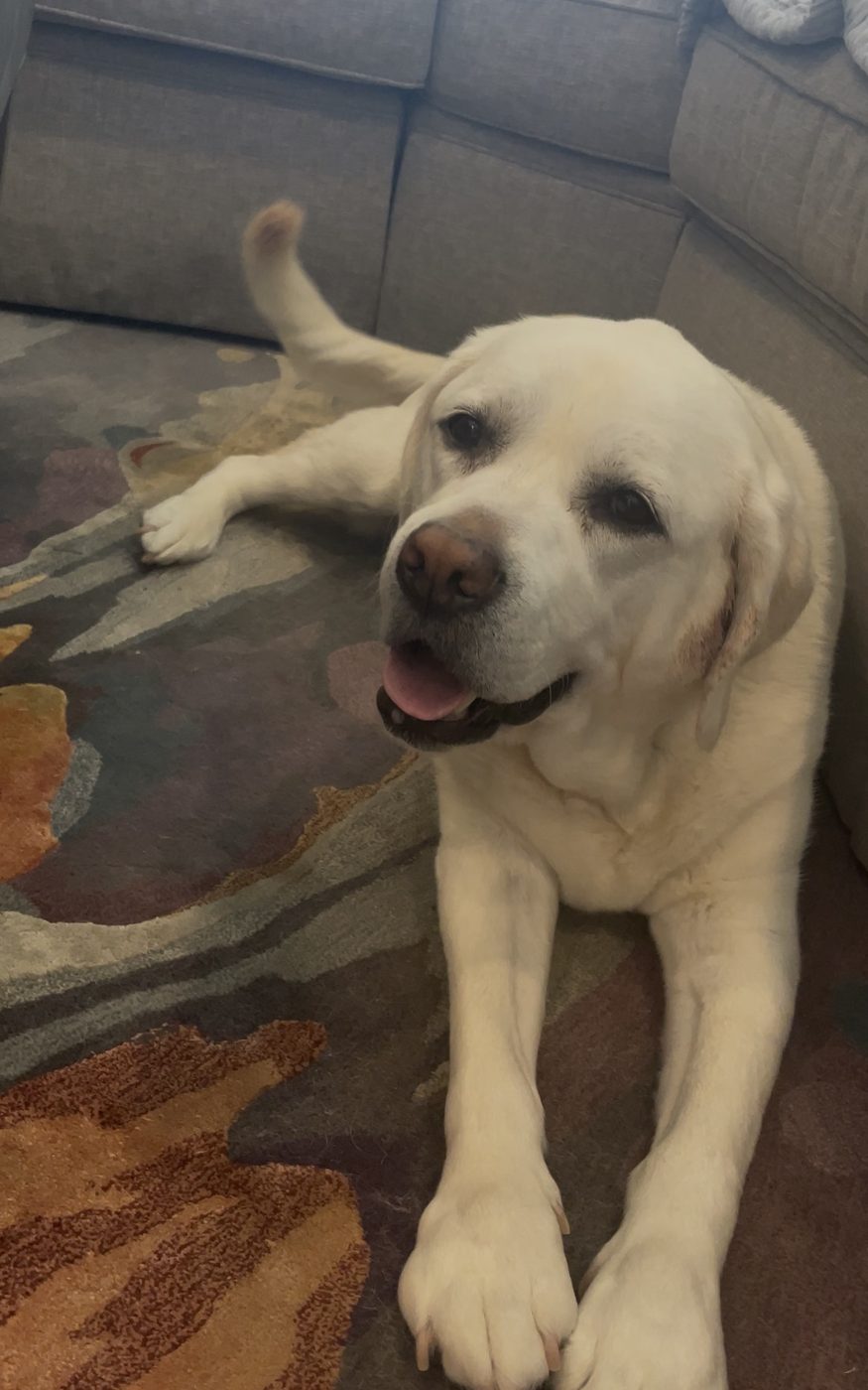 A smiling senior yellow Labrador resting on a rug