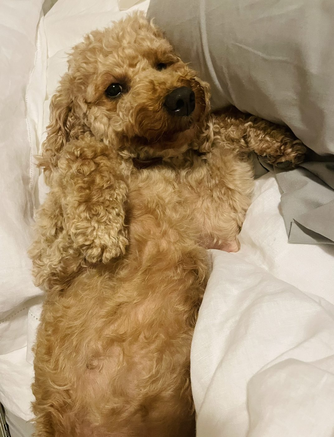 A curly golden doodle lounging in bed