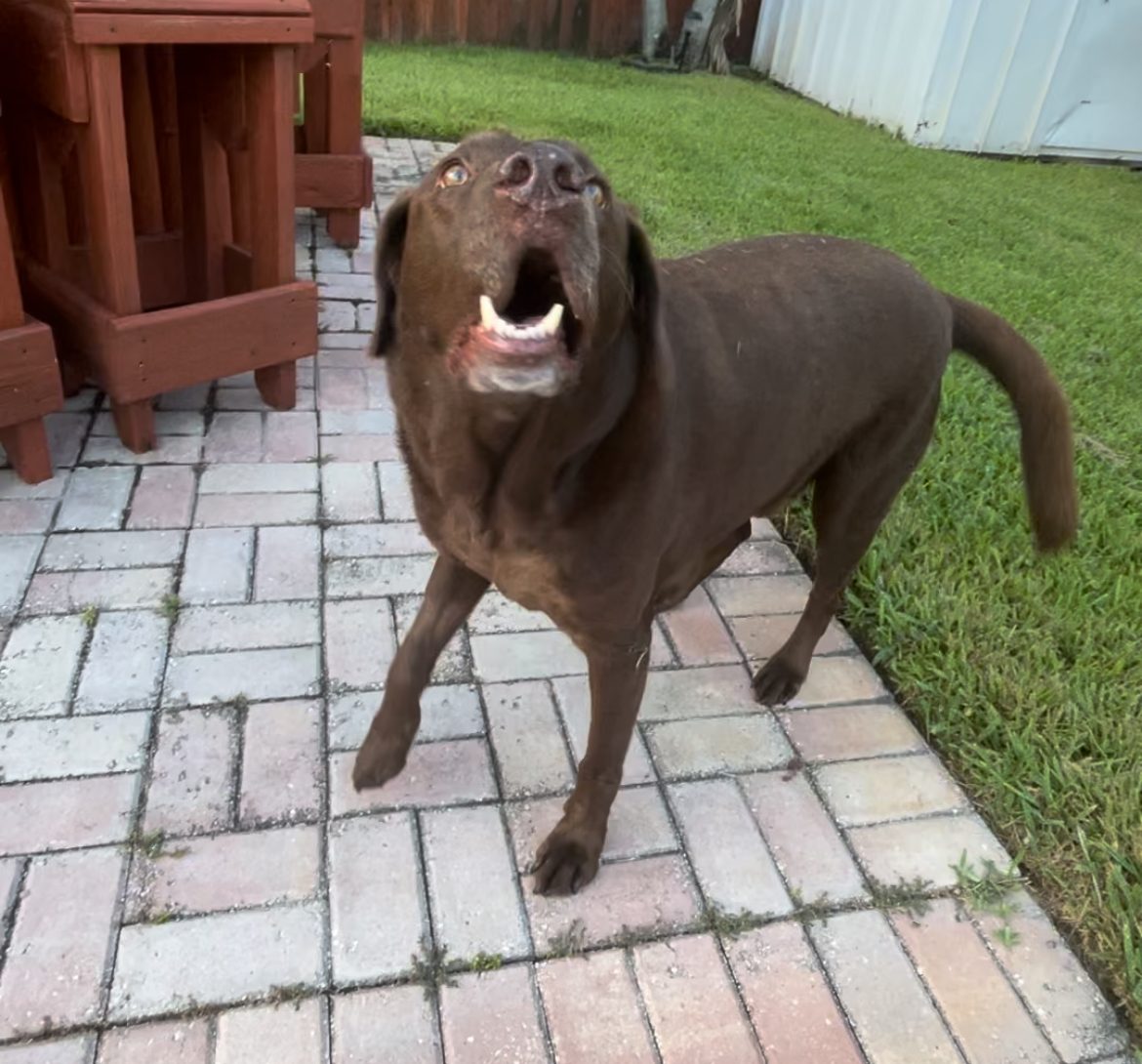A chocolate Labrador bounding happily across a brick patio