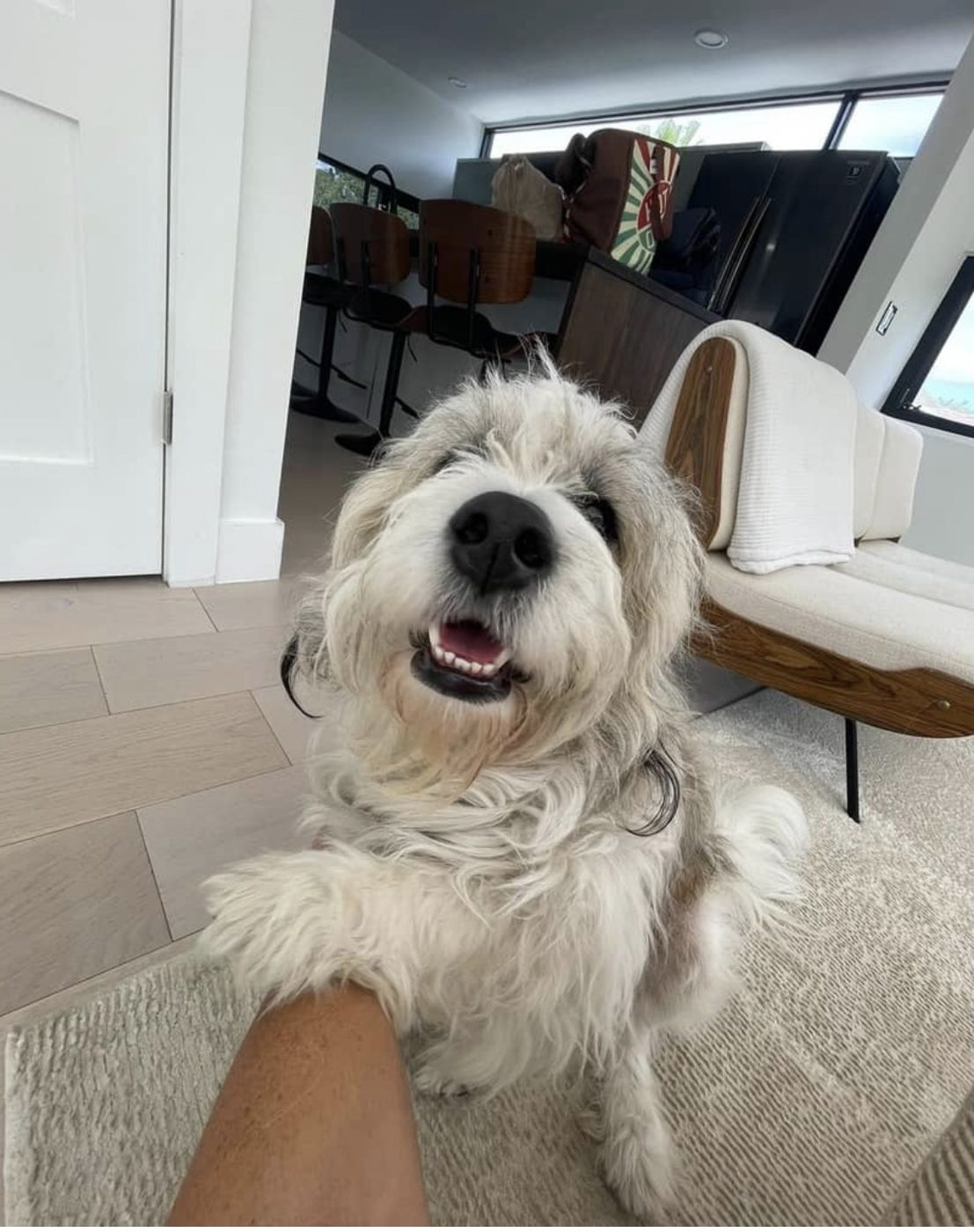 A happy shaggy white terrier mix getting pets