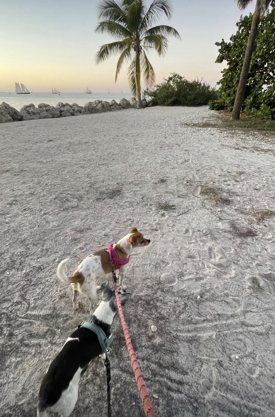Two small dogs on a Key West beach walk at dusk with palms and sailboats