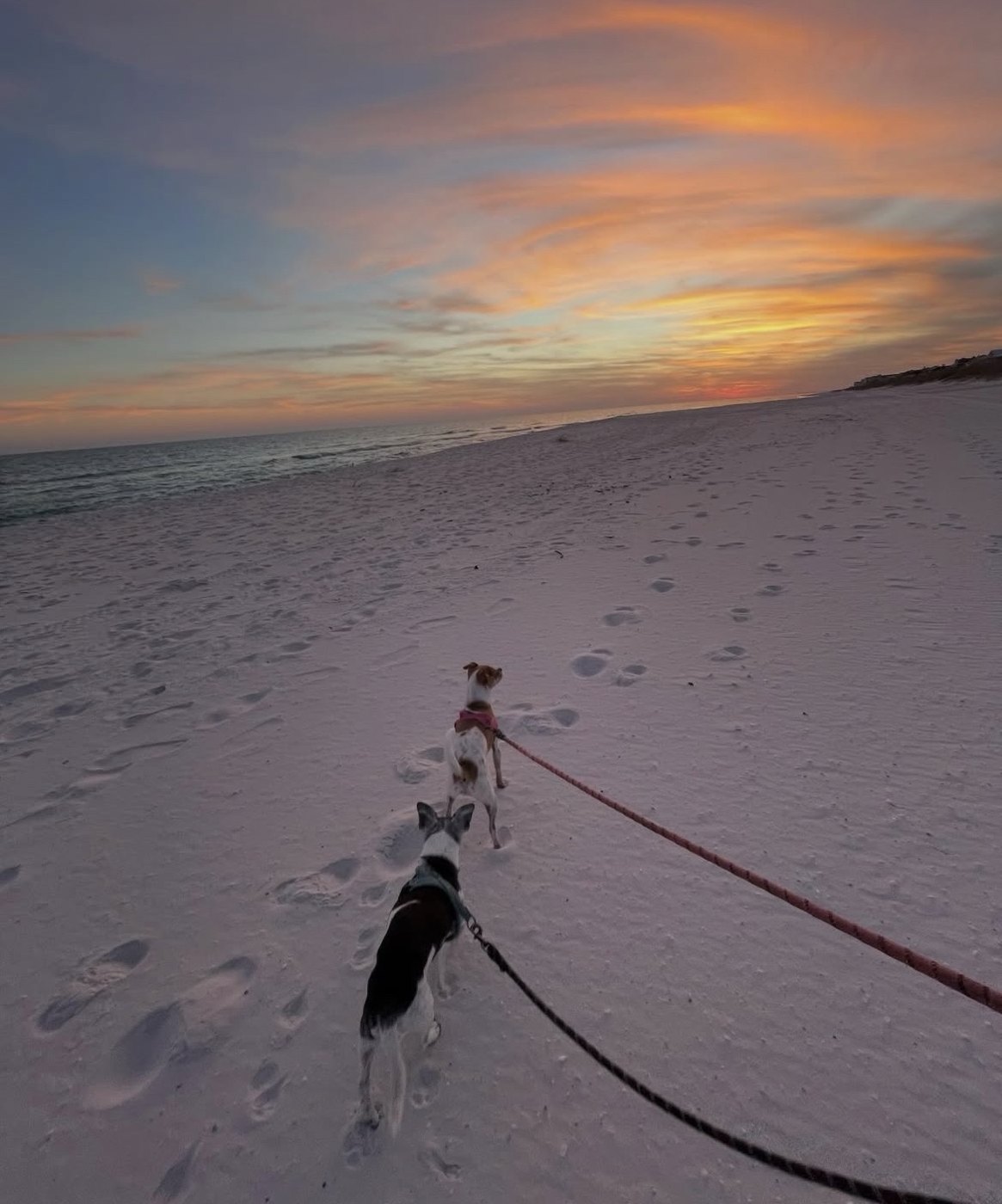 Two dogs on a sunset beach walk under a pink and orange sky