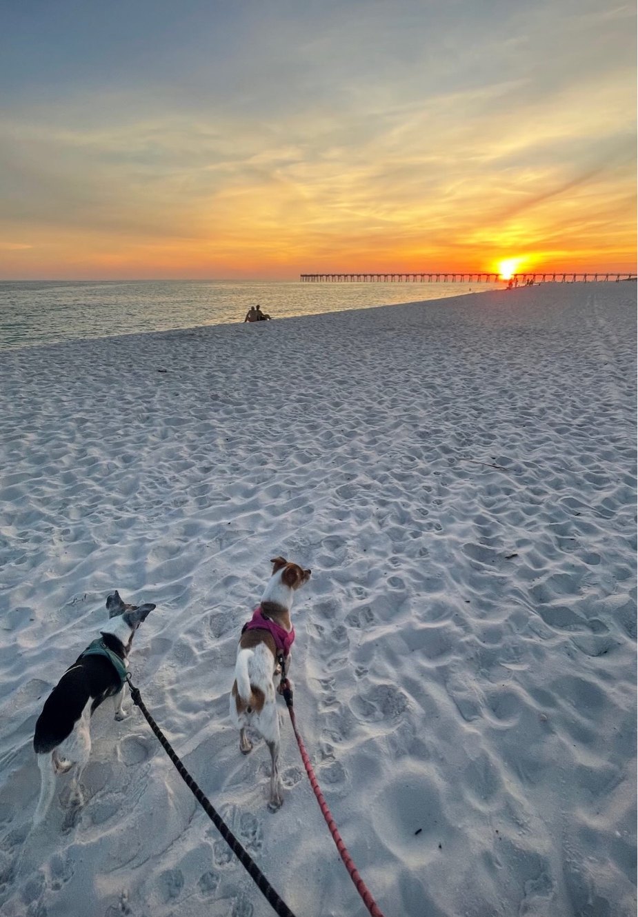 Two dogs on a white sand beach walk at sunset