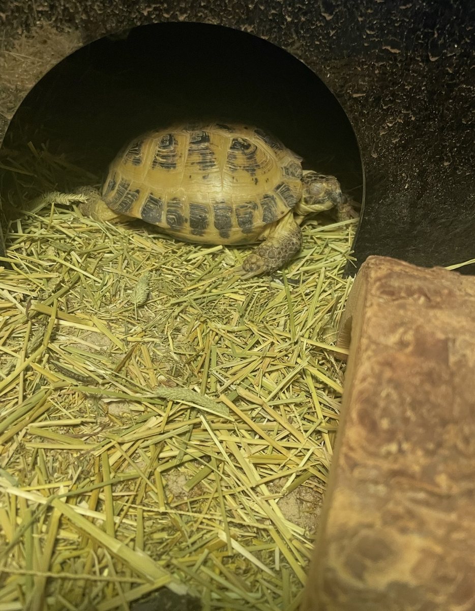 A tortoise resting in its straw-lined hide